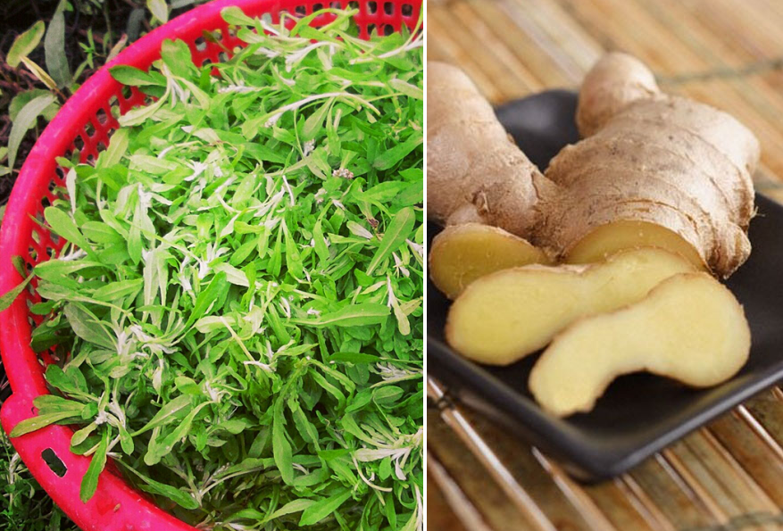 Công dụng của cây rau khúc