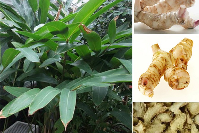 Củ riềng làm thuốc